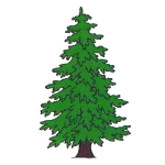Ель