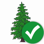 Тетива из ели